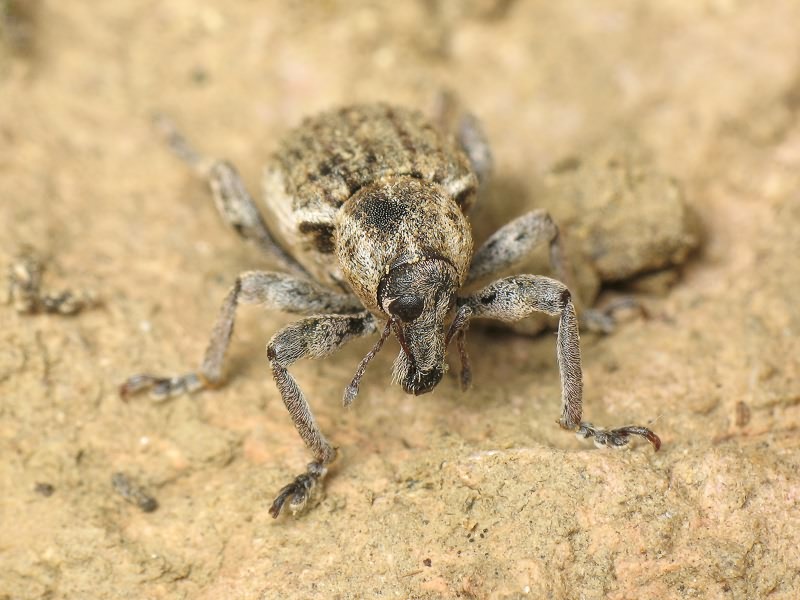 Brachypera zoilus (Scopoli, 1763)